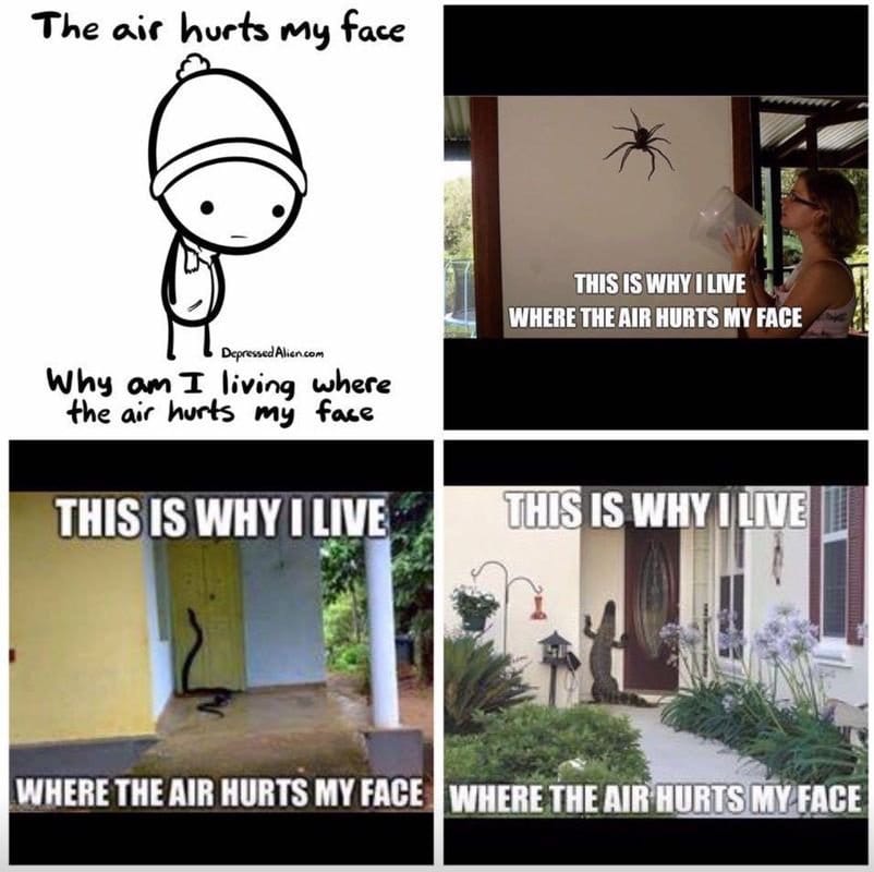 this is why i live where the air hurts my face, alligators, spiders, snakes, why do i live where the air hurts my face?