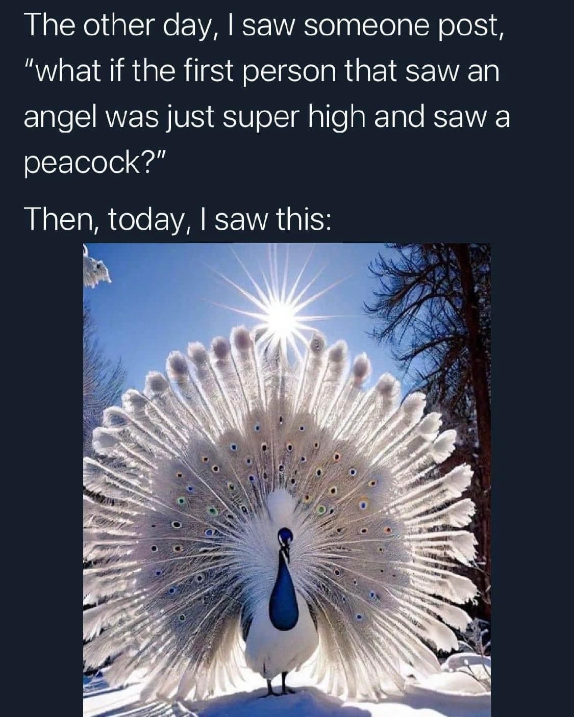 what if the first person that saw an angel was just super high and saw a peacock, then today, i saw this, peacock with white feathers in the sun