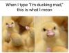 when i say i’m ducking mad this is what i mean