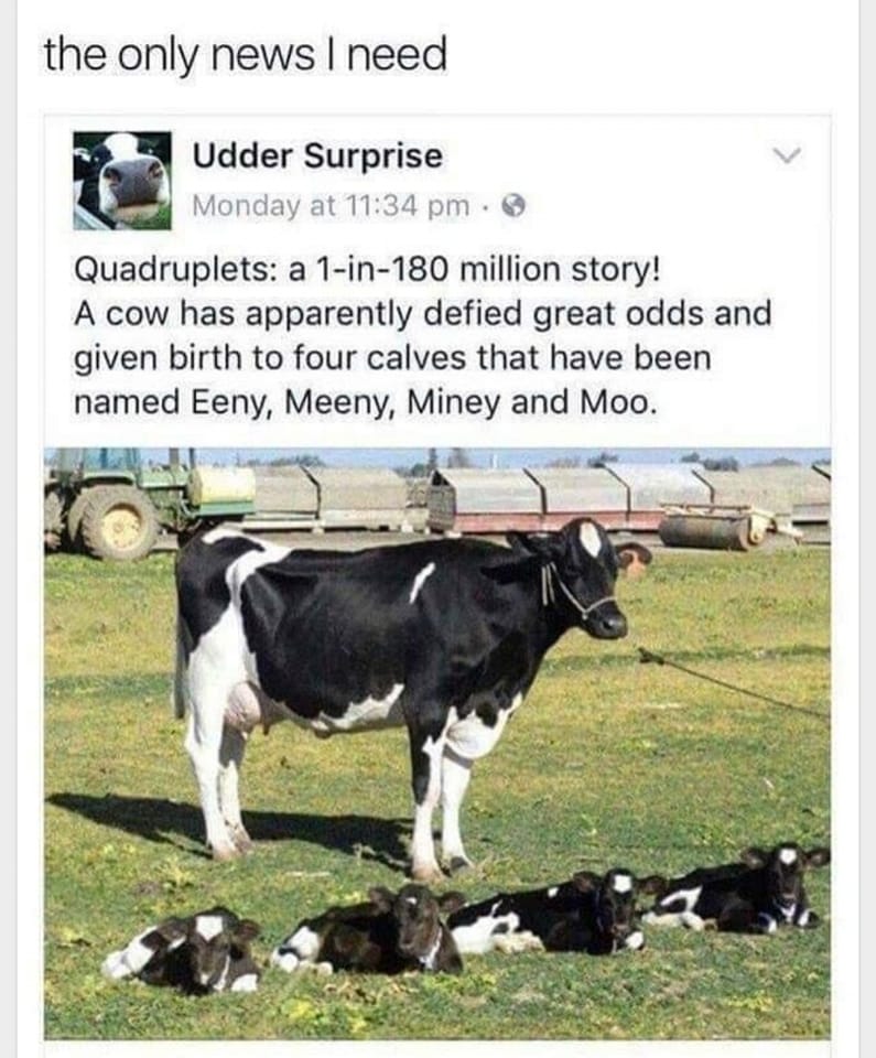 eeny, meeny, miney, moo, cow quadruplets, a cow has apparently defied great odds and given birth to four calves
