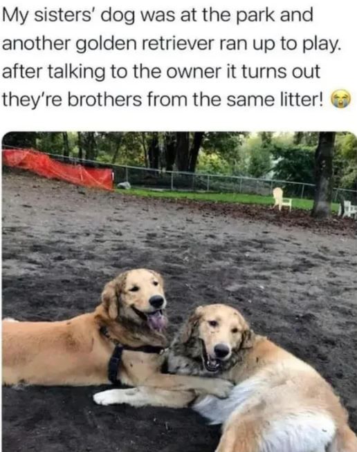 my sister's dog was at the park and another golden retriever ran up to play, after talking to the owner it turns out they're brothers from the same litter