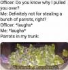 do you know why i pulled you over?, definitely not for stealing a bunch of parrots, right?, laughs, laughs, parrots in my trunk, imitating laughter