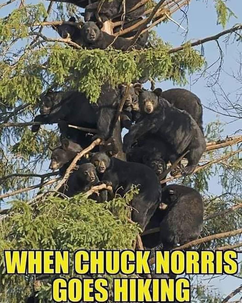 when chuck norris goes hiking, too many bears in that tree