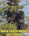 when chuck norris goes hiking, too many bears in that tree
