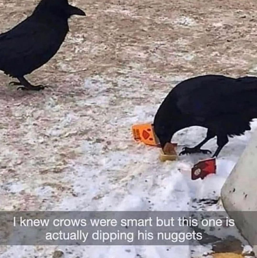 i knew crows were smart but this one is actually dipping his nuggets