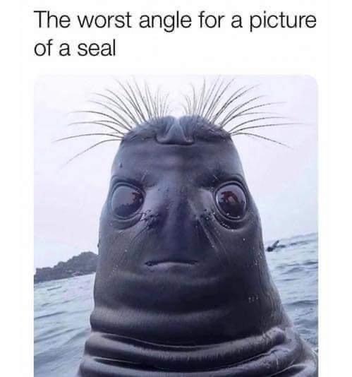 the worst angle for a picture of a seal