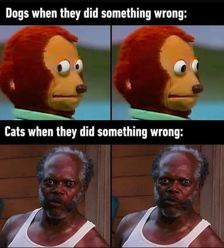 dogs when the did something wrong, cats when they did something, wrong, meme