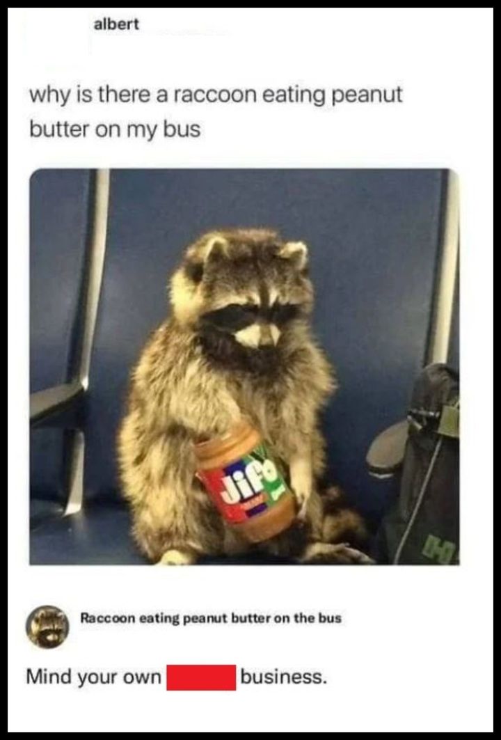why is there a raccoon eating peanut butter on my bus?, mind your own business