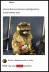 why is there a raccoon eating peanut butter on my bus?, mind your own business