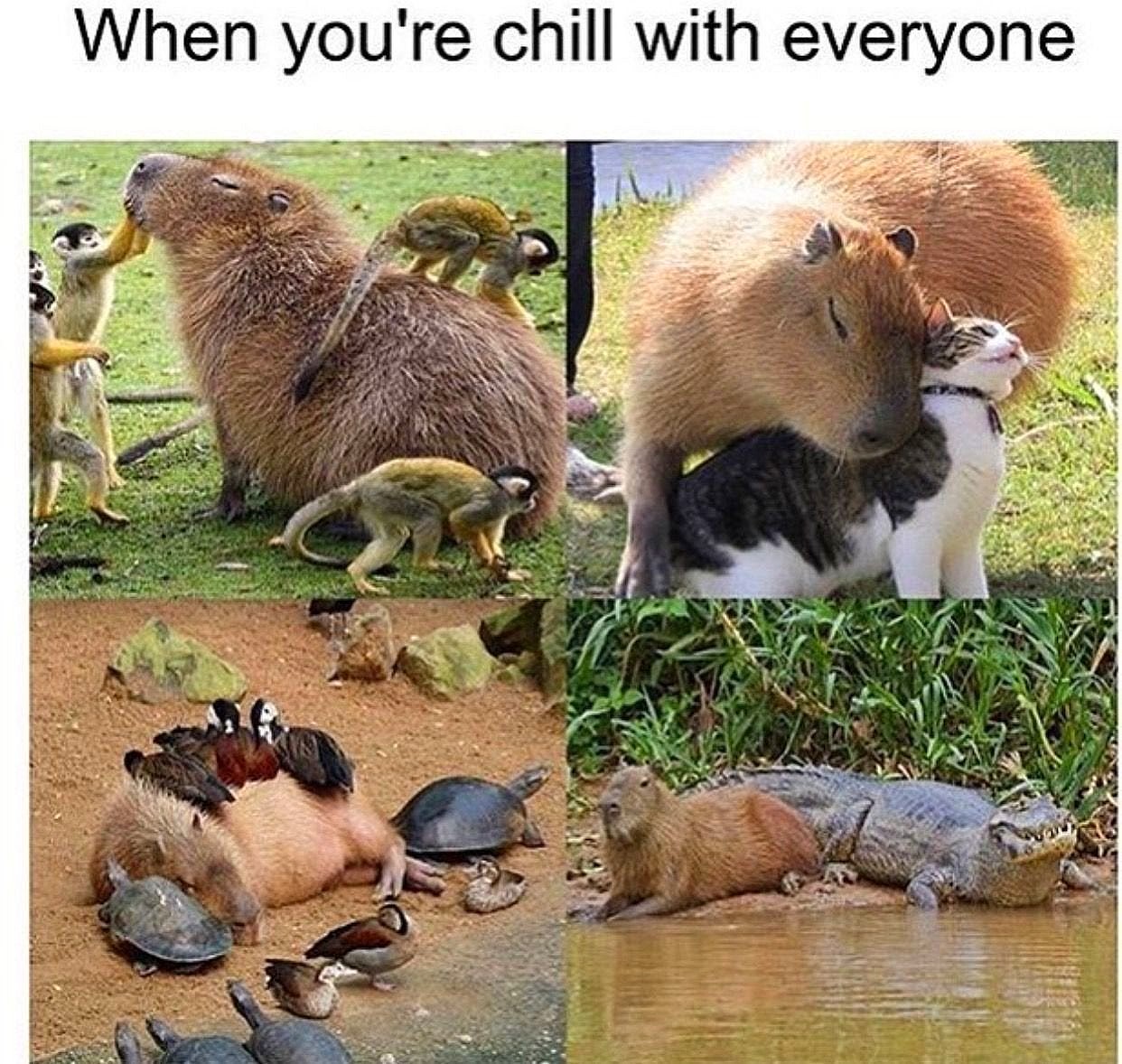 when you're chill with everyone, capybaras