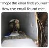 i hope this email finds you well, how the email found me, feral animals in mailbox