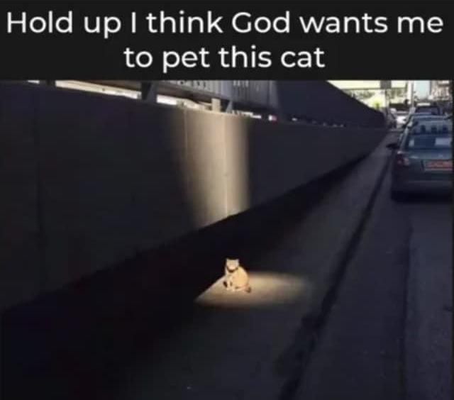 hold up i think god wants me to pet this cat, cat in ray of sunshine on sidewalk