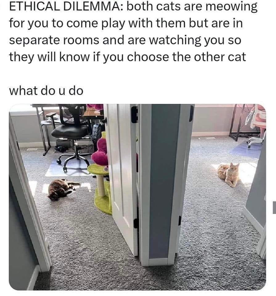 ethical dilemma, both cats are meowing for you to come play with them but are in separate rooms and are watching you so they will know if you choose the other cat, what do you do?