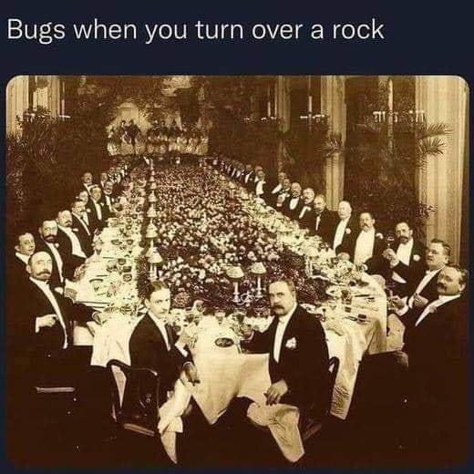 bugs when you turn over a rock
