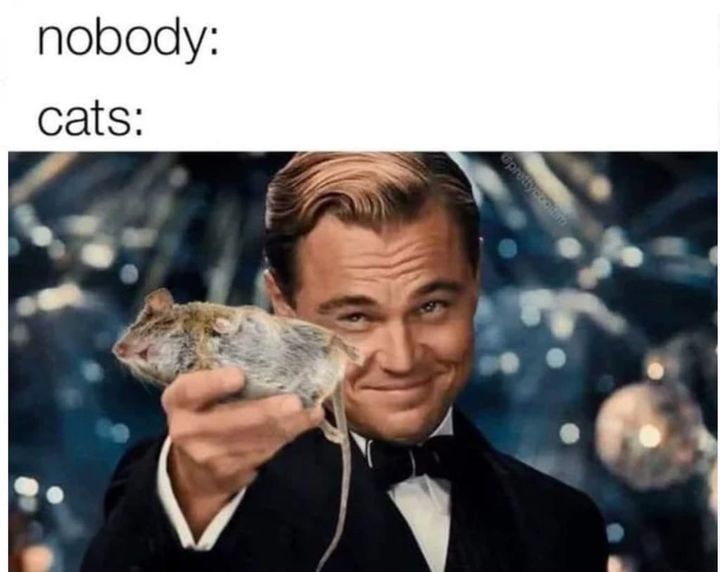 nobody, cats, offering a dead mouse, meme, leonardo from titanic cheers