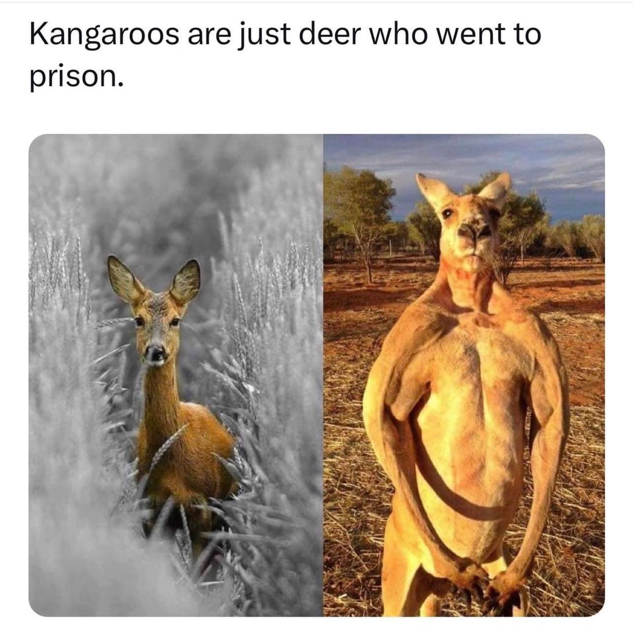 kangaroos are just dear that went to prison