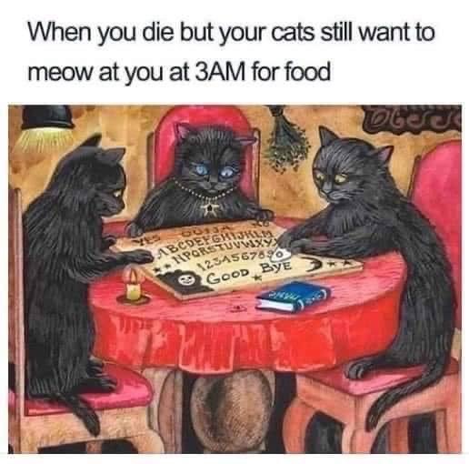 when you die but your cats still want to meow at you at 3am for food