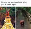 payday vs two days later when you're broke again, chimpanzee on mountain of bananas