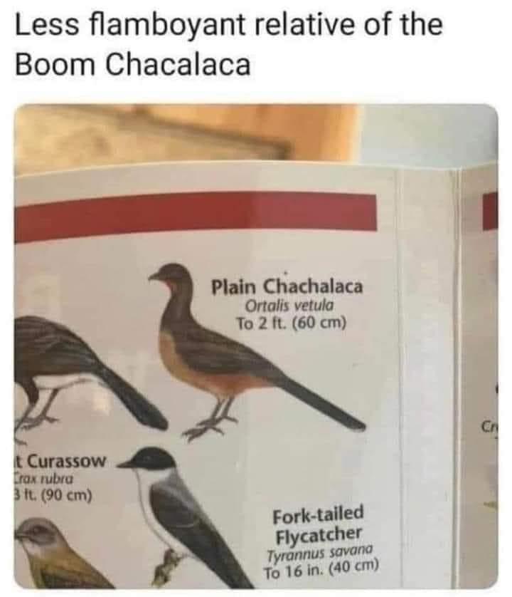 less flamboyant relative of the boom chacalaca