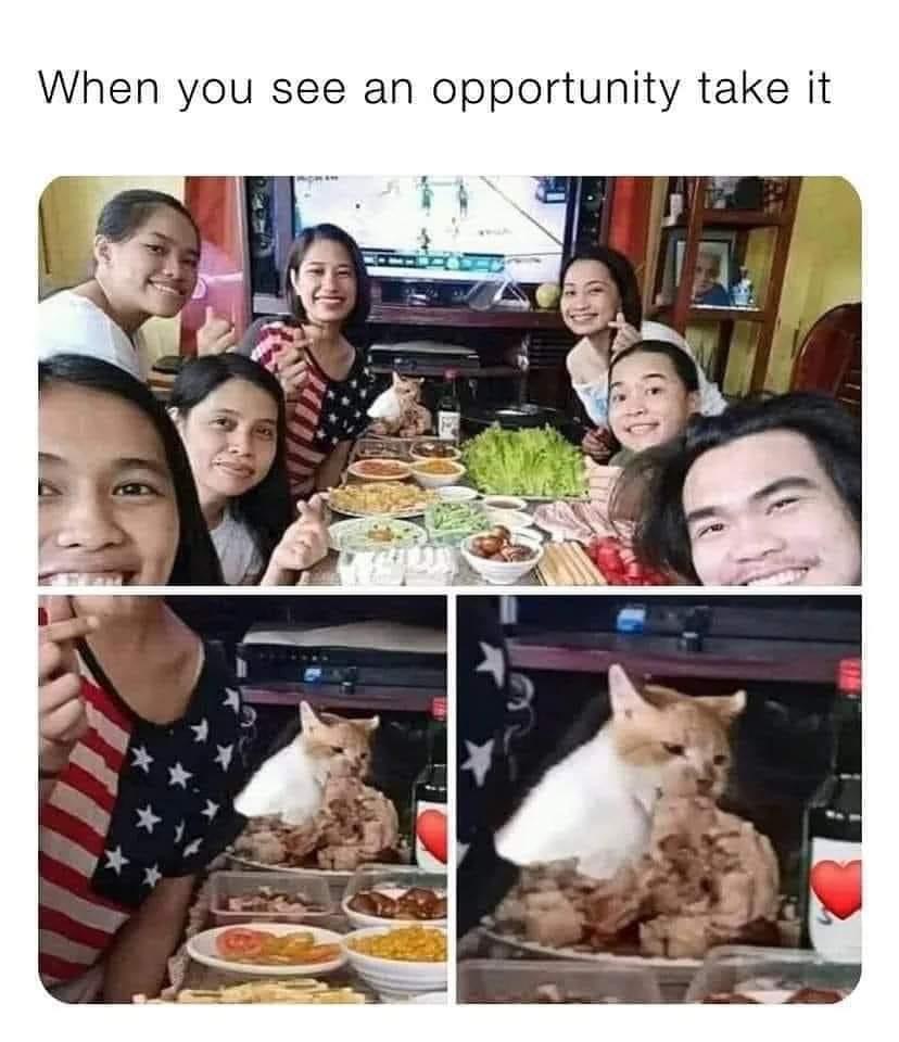 when you see an opportunity, take it, cat bites chicken on table during photo