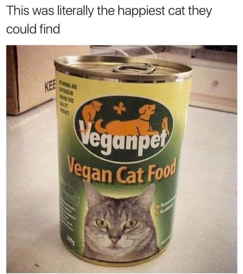 vegan cat food, this was literally the happiest cat they could find