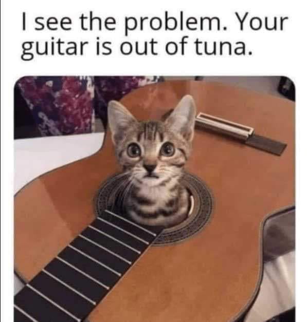 i see the problem, your guitar is out of tuna, kitten in an acoustic guitar