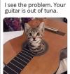 i see the problem, your guitar is out of tuna, kitten in an acoustic guitar