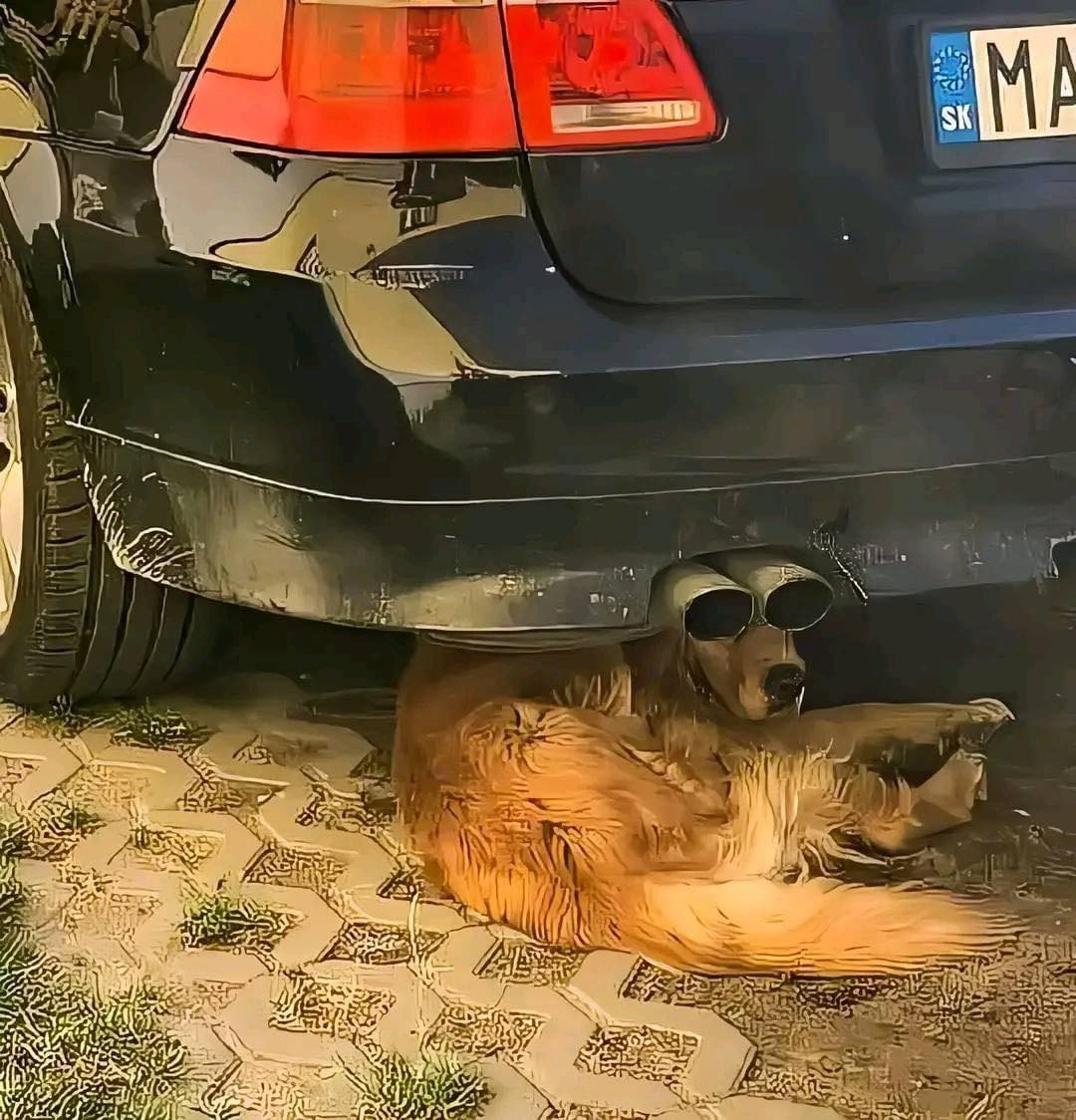 this dog looks exhausted, optical illusion, tailpipes looks like dog's eyes