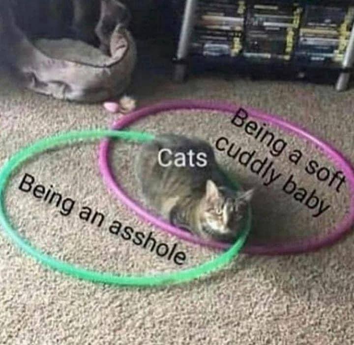 being an asshole, being a soft cuddly baby, cats, venn diagram