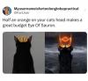 half an orange on your cats head makes a great budget eye of sauron