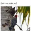 could you fuckin' not?, owl looking at wood pecker