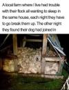 a local farm where i live had trouble with their flock all wanted to sleep in the same house, each night they have to go break them up, the other night they found their dog had joined in