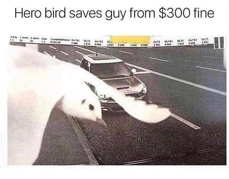 hero bird saves guy from 300$ fine, speed trap, traffic cam