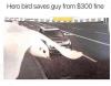 hero bird saves guy from 300$ fine, speed trap, traffic cam