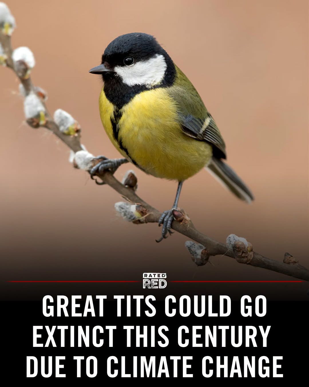 great tits could go extinct this century due to climate change