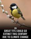 great tits could go extinct this century due to climate change