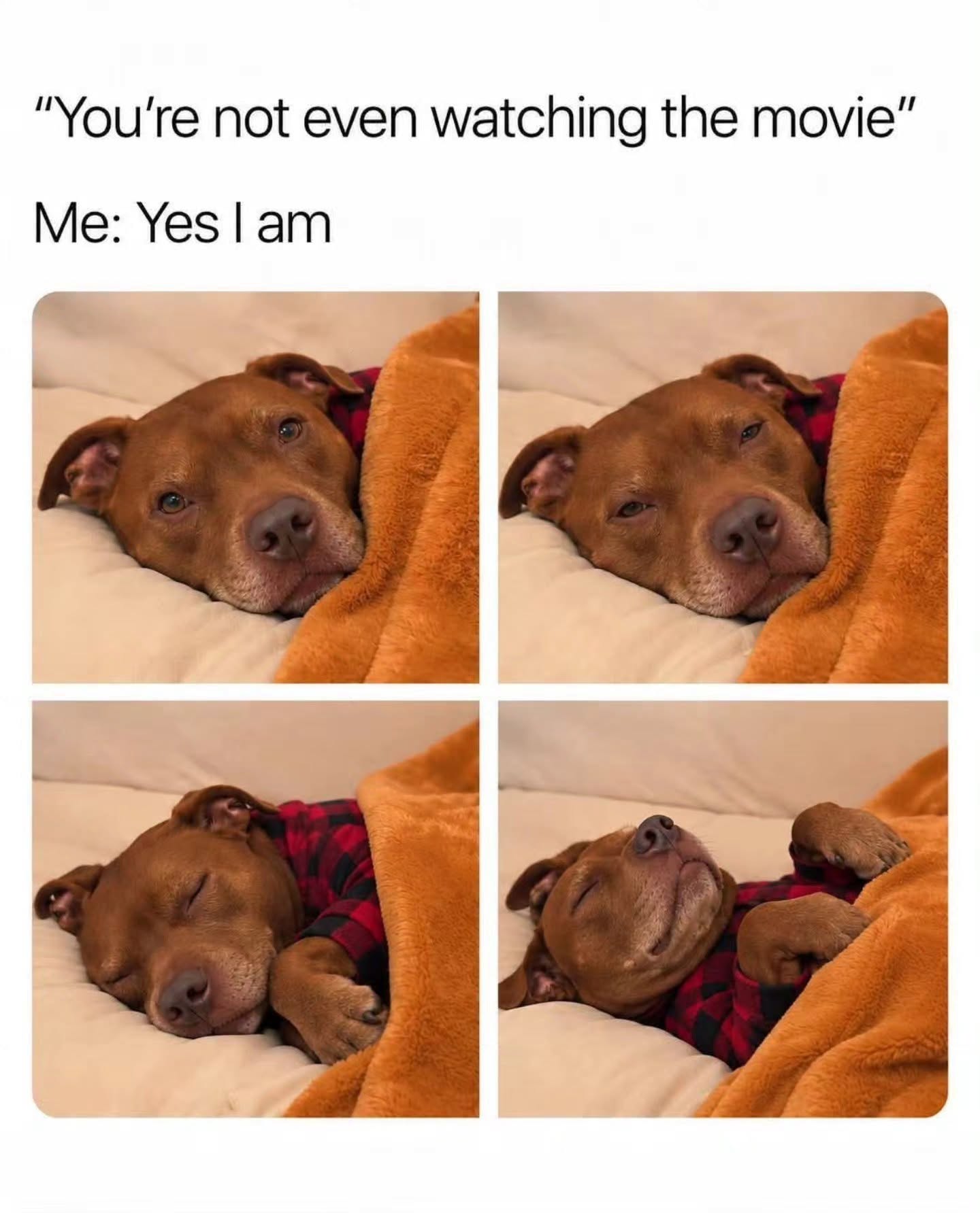 you're not even watching the movie, yes i am, dog sleeping under blanket